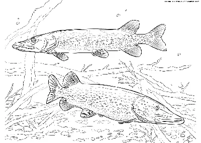 Щука рисунок детский - 68 фото