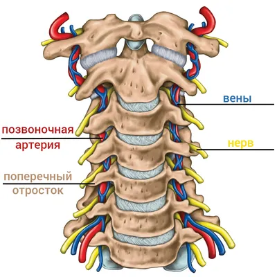 Можно ли полностью вылечить шейный остеохондроз, самомассаж в домашних  условиях - СНТА