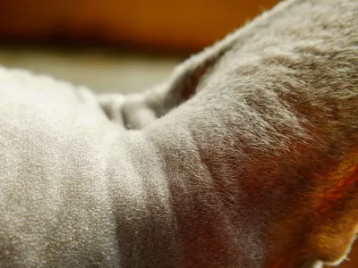 1xPet: как качество корма влияет на состояние шерсти кошек?