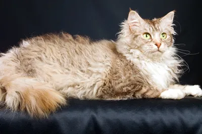 16 фото о том, что можно сделать с кошачьей шерстью: связать очаровательные  тапочки