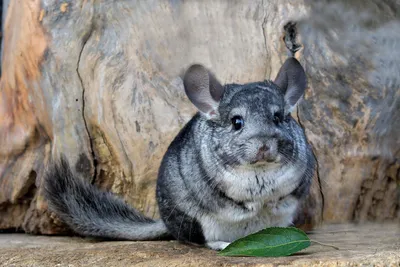 Chinchilla, реальная шиншилла, только …» — создано в Шедевруме