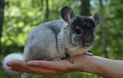 Кот серебристая шиншилла с голубыми глазами - 79 фото