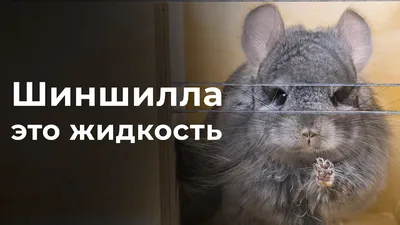 Шиншилла (лат. Chinchilla), фотографии шиншилл