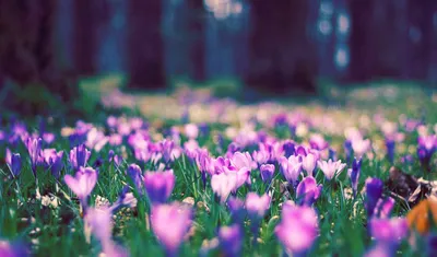 Фон рабочего стола где видно поле тюльпанов, разноцветные, весна, очень  красивые обои, Field of tulips, colorful, spring, very beautiful wallpaper
