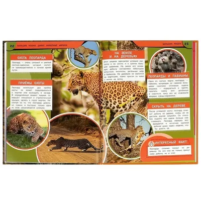 Книга Большие кошки. Дикие животные Африки. Энциклопедия - купить в Dukent,  цена на Мегамаркет