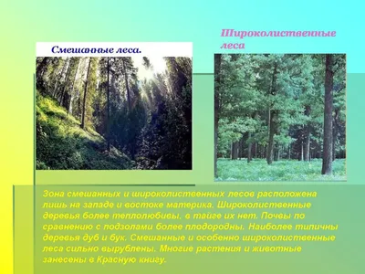 Природная зона смешанных и широколиственных лесов - YouTube