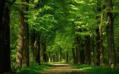 Зона широколиственных лесов - 54 фото