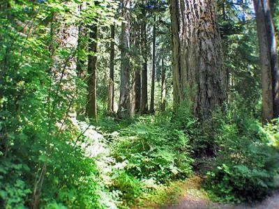 Елово-широколиственные и смешанные леса с верховыми болотами — Википедия