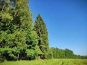 Зона смешанных и широколиственных лесов - 56 фото