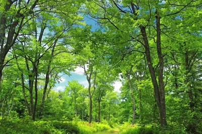 Широколиственные леса растения - 65 фото