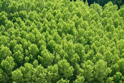 Широколиственные леса: богатство, требующее восстановления (второе издание)  - YouTube