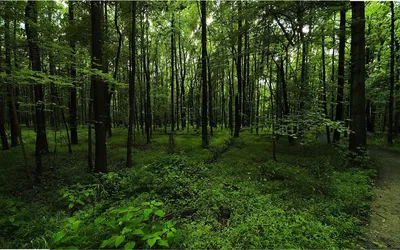 Зона смешанных и широколиственных лесов - YouTube