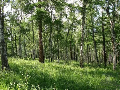 Картинки широколиственных лесов - 45 фото