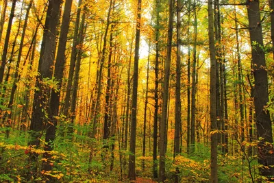 В Новгородской области осталось менее 1% широколиственных лесов - 53 Новости