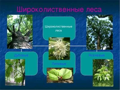 Презентация на тему "Широколиственные леса"