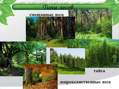 Смешанные и широколиственные леса (56 фото) - 56 фото