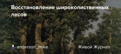 В Новгородской области осталось менее 1% широколиственных лесов — 