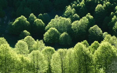 Смешанные и широколиственные леса (56 фото) - 56 фото