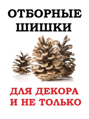 Шишка казуарины натуральная ассорти 10г - Киевская Мануфактура Мыла