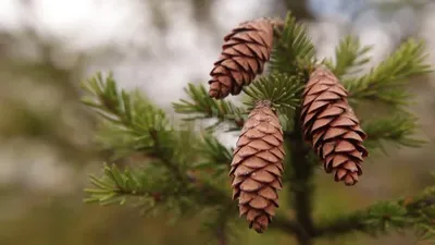 Ель сибирская (Picea abies v. obovata)