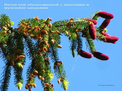 Шишки еловые отборные. Шишки ели обыкновенной купить в интернет-магазине  Ярмарка Мастеров по цене 7 ₽ – OL5G8BY | Природные материалы, Липин Бор -  доставка по России