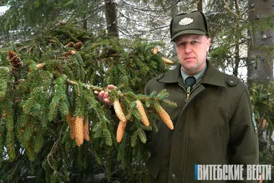 Шишки еловые купить в Москве по низкой цене