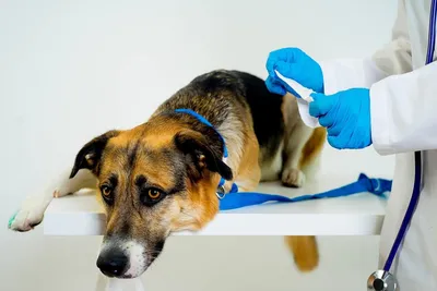 Стерилизована собака (60 фото) - картинки 
