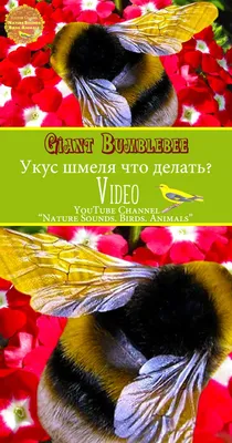 Мохнатый шмель. Укус шмеля что делать. Тайная жизнь шмелей. Враги шмелей.  Giant Bumblebee. Bombus Sound. Queen humble-bee insects. #ш… | Bumble bee,  Humble bee, Bee