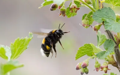 🐝 Как нарисовать шмелей. Рисуем шмеля. Bumblebee - YouTube