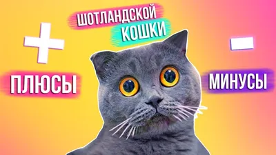 7 недостатков шотландской кошки, о которых «забывают» упомянуть новым  хозяевам