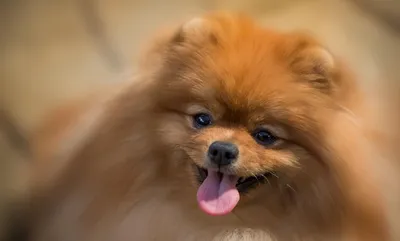 Шпиц померанский мини — купить собаку в Санкт-Петербурге за 30000 ₽ на  