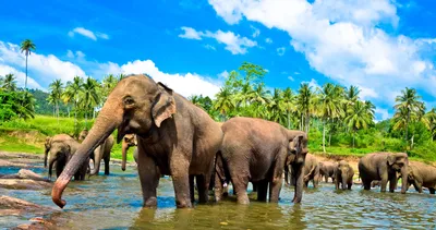 Тур на Шри-Ланку: как правильно выбирать курорт и отель | Ассоциация  Туроператоров