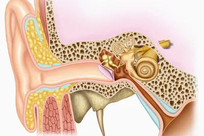 Шум в ушах: почему возникает, к кому обратиться, лечение
