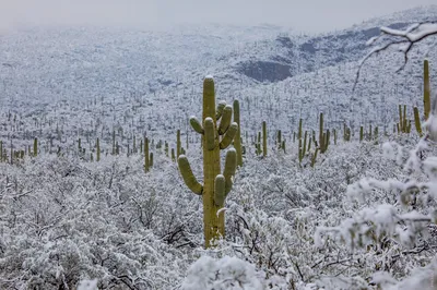 Шутки природы: жаркая пустыня Сонора в снегу