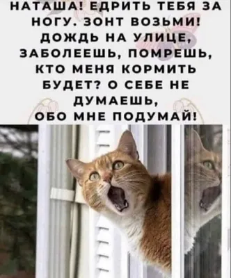 Шутки и мемы из Сети | Екабу.ру - развлекательный портал