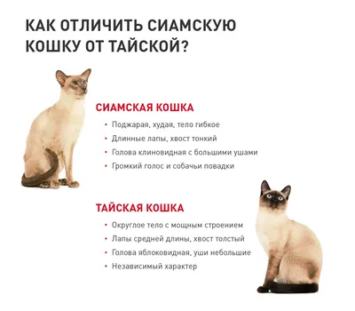 Тайская кошка — Википедия