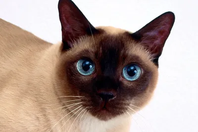 Сиамская кошка. Описание породы, характер, фото, сиамские котята.