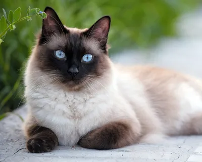 Сиамская кошка: все о характере Сиамских котов и кошек | Блог зоомагазина  