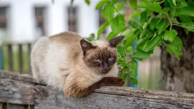 Чем кормить сиамскую кошку - Корм для котят в 1, 2 месяца