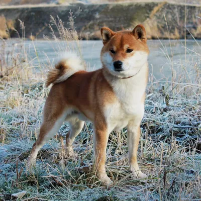 Shiba Inu - Wikipedia