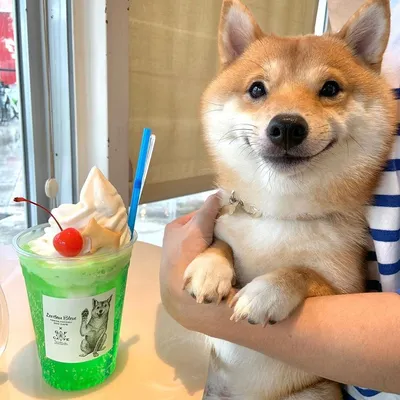 The Shiba Inu dog behind the doge meme turns 16 - CNET