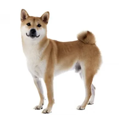 Shiba Inu Coin Price Soars as Coinbase Pro Announces SHIB Cryptocurrency  Trading – Altcoins Bitcoin News