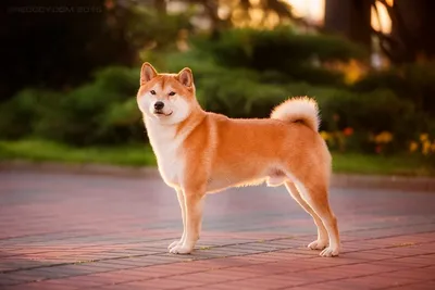 How to Buy Shiba Inu Coin - SHIB Buying Guide