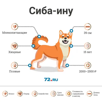 Shiba Inu dog (character, diet, care)