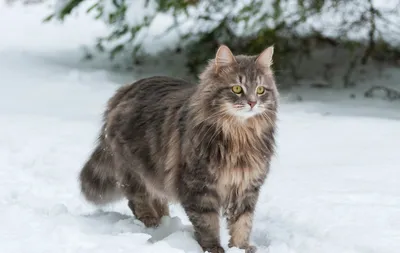 О породе. - Питомник Лунная Дымка/ Lunnaya Dymka cattery