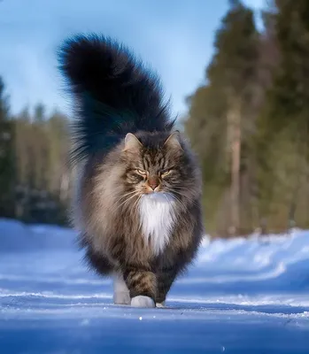 Фотогалерея "Сибирские кошки" - "Сибирский кот Матвей" - Фото породистых и  беспородных кошек и котов.