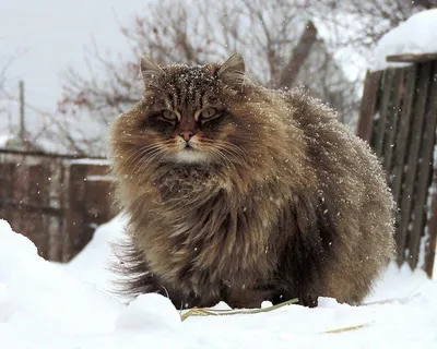 Сибирская кошка: стандарты 🐈 породы и внешности, характер, уход, фото