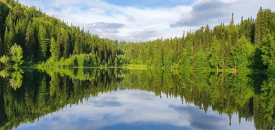 Симметрии в природе, искусстве, науке, философии, , УРСС купить книгу  978-5-87140-384-6 – Лавка Бабуин, Киев, Украина