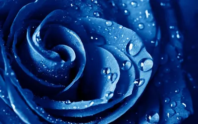 Цветы синего цвета - 71 фото