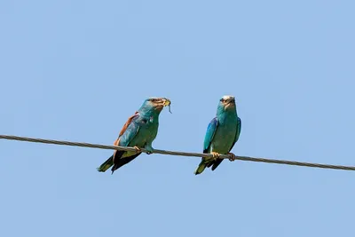 Перо синей птицы» — создано в Шедевруме